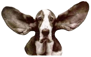 dog-big-ears.gif