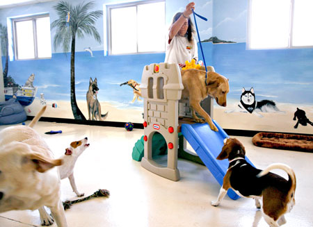 Doggie day care « The Pet Product Guru